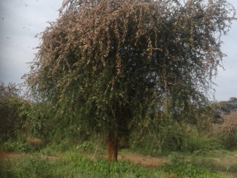 Effect of desert locus on crops