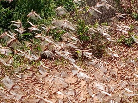 Desert locust invasion in Sagante/Jaldessa Ward 17th January 2021 Marsabit County