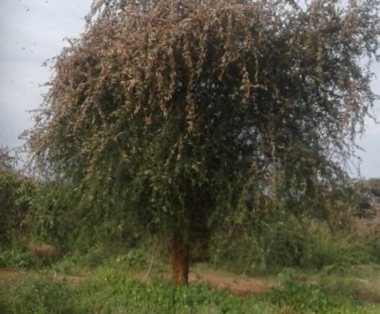 Effect of desert locus on crops