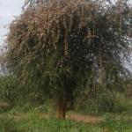 Effect of desert locus on crops