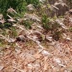 Desert locust invasion in Sagante/Jaldessa Ward 17th January 2021 Marsabit County